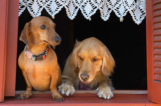 4 locais pet friendly em Gramado!