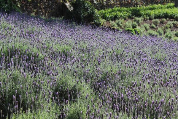 le-jardin-parque-de-lavanda-gramado-3-lavandula-dentata le-jardin-parque-de-lavanda-gramado-3-lavandula-dentata