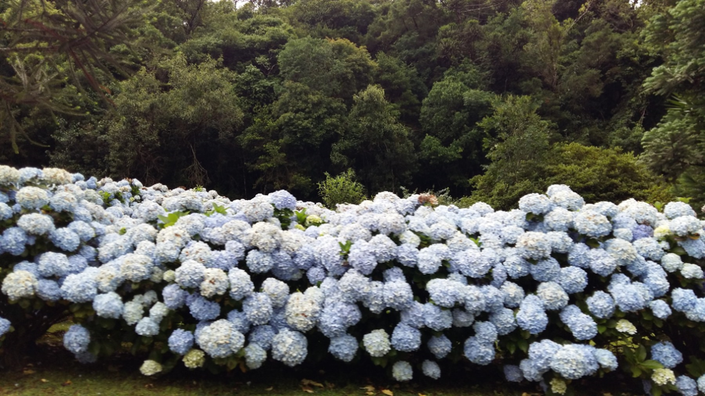 Grandes conjuntos de hortênsias azuis em Gramado, cercados por vegetação verde.