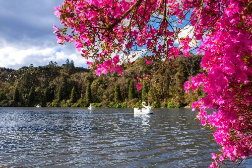 Lago arborizado com flores e um pedalinho, para o roteiro do Dia das Crianças em Gramado